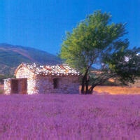 Avatar of 神经回响