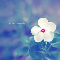 Avatar of 星语低语