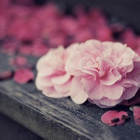 Avatar of 旧日巷子