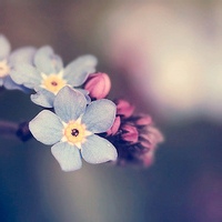 Avatar of 极地远征者