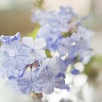 Avatar of GrimReverie