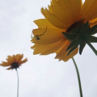 Avatar of 风尘游子