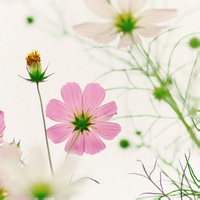 Avatar of 糖人老赵