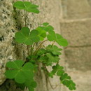 Avatar of 逆境之光