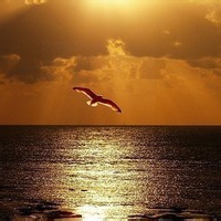 Avatar of 糖果泡泡